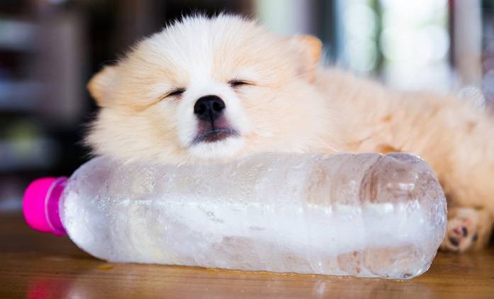 Jak pomóc zwierzakom przetrwać upały?