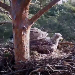 Kainizm wśród piskląt bielików! Dlaczego maluchy tak się zachowują?! Nagranie z gniazda trafiło do sieci [WIDEO]