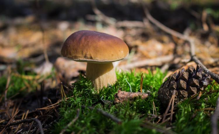 Poszedł na grzyby. Okaz, który znalazł, jest rekordowy. Niesamowite! [FOTO]