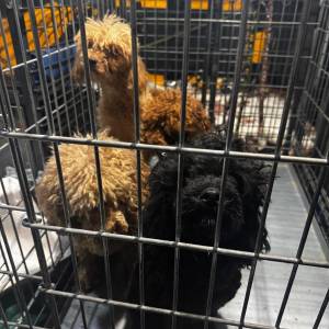 Ponad 50 psów w ciasnych kojcach i własnych odchodach. Interwencja krakowskiej policji w pseudohodowli