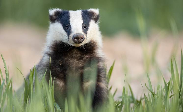 Hodowała w mieszkaniu wilki, osiem amstaffów, wilki, lisy, borsuka…