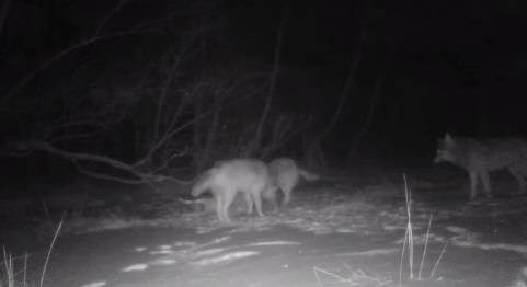 Tak się bawią wilki w nocy! Wszystko nagrała fotopułapka [WIDEO]