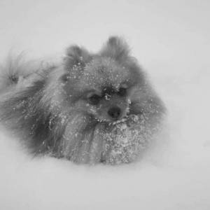 Adam Konkol stracił psa. Ktoś bestialsko go zastrzelił