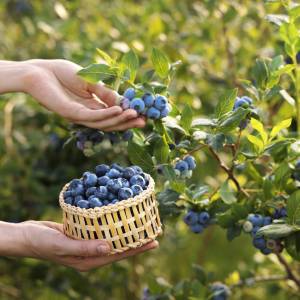 Pyszne i zdrowe. Sprawdź, dlaczego warto jeść borówki