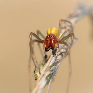 Kolczak zbrojny. Groźny gatunek pająka w Polsce. Dlaczego lepiej na niego uważać?