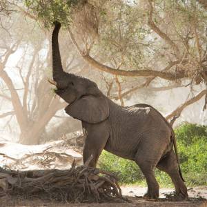 Słoń „w biegach przez płotki”. Kto powiedział, że słonie nie potrafią „skakać”? [WIDEO]