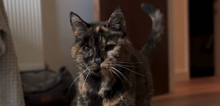 Ta kotka jest najstarsza na świecie. Za jej wiek przyznano jest rekord Guinnessa! [WIDEO]