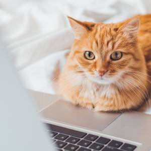 Co oznacza, gdy kot leży na twoich rzeczach? Specjalistka tłumaczy to zachowanie