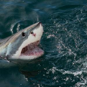 Chciała zrelaksować się w wodzie, teraz walczy o życie. Do pływaczki podpłynął rekin i prawie odgryzł jej nogę [WIDEO]  