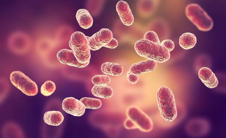 Nieznany pająk ukąsił kobietę. Lekarze walczą z bakterią, która "pożera" jej ciało