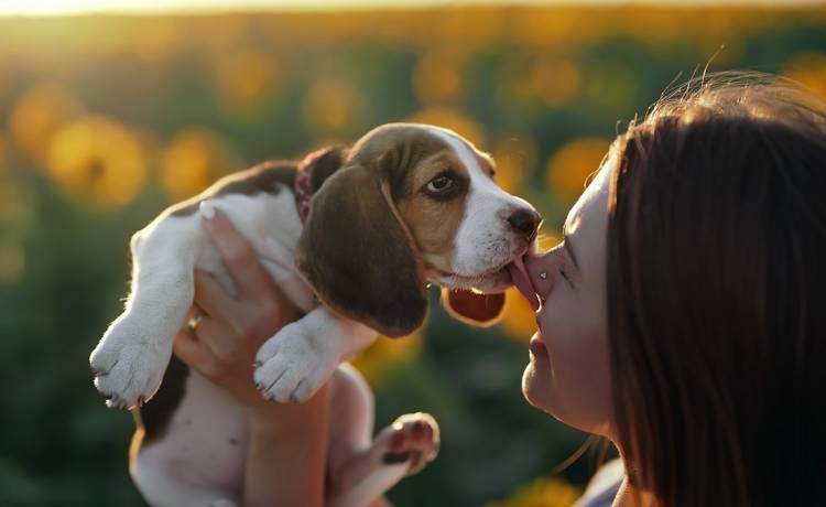 Wydała na "rasowego" psa 1220 złotych. Kiedy podrósł, jego właścicielka oniemiała