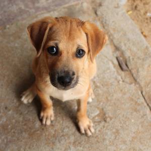 Jakie zachowania psa zdradzają, że cię nie lubi?