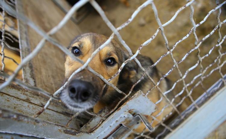Krakowskie schronisko w potrzebie! Potrzebna pomoc dla psów
