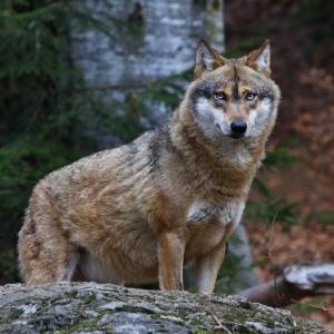Pozujący przed obiektywem wilk robi furorę w sieci! Takiego nagrania jeszcze nie było... [WIDEO] 