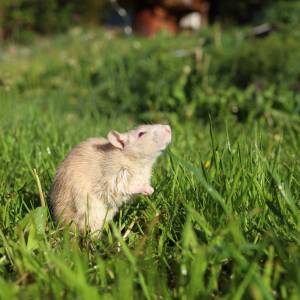 Weź jedną rzecz z łazienki. Szczury będą omijać twój ogród                                                                                