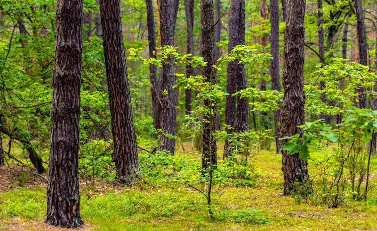Maleńki łoś wyglądał jak pluszak? Dziś nadal jest słodziakiem! Nowe zdjęcia opublikowano w sieci [FOTO]