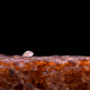 Ten szkodnik wygląda jak biała kropka. Pozbycie się go jest bardzo trudne 