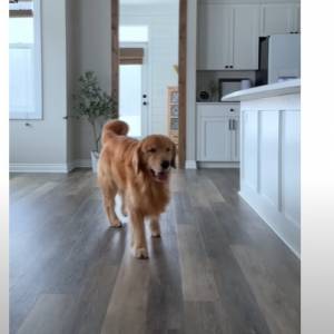 Udawali, że stracili przytomność, żeby zobaczyć reakcję psów. Takiego zachowania się nie spodziewali! [WIDEO]