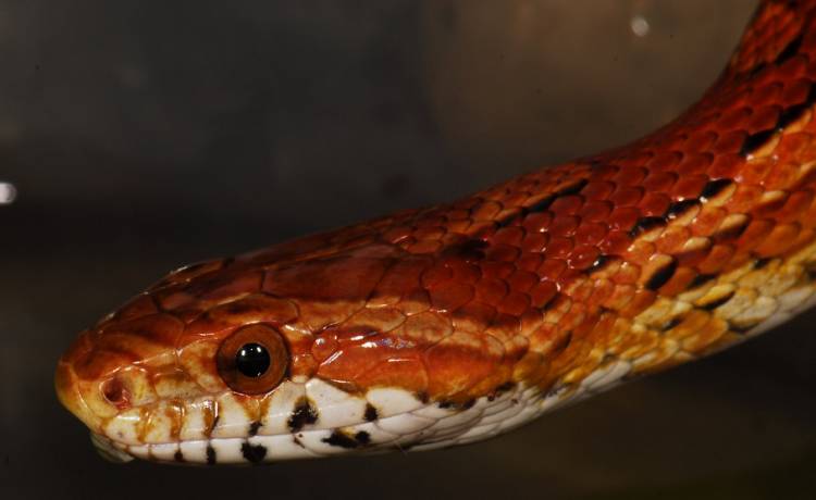 "Sceny chaosu" w pociągu. W jednym z przedziałów pojawił się wielki wąż! [FOTO]
