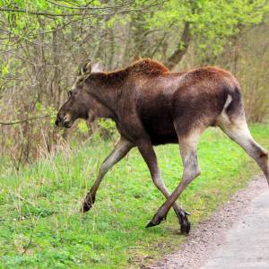 Niezwykły widok w Ustce. Po miejskim bulwarze wędrowała para łosi [FOTO]