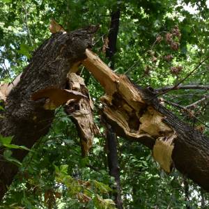 Pozrywane dachy zawisły na liniach energetycznych i drzewach. Szokujące obrazy po trąbie powietrznej na Podkarpaciu [WIDEO]