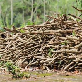 Masz takie gałęzie przed domem? Wielu ludzi nie wie, za ile pieniędzy można je sprzedać!