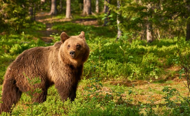 Mężczyzna walczył z niedźwiedziem w Tatrach. "Kopałem go ciągle w głowę"