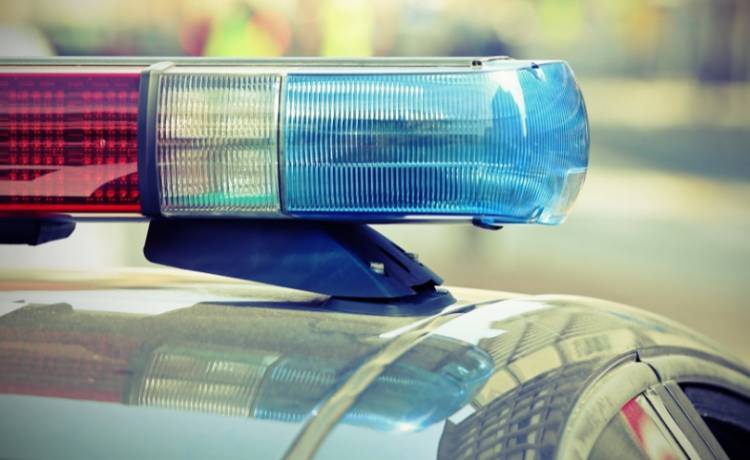 Wielbłąd, krowa i osioł na drodze. Policja szukała właścicieli, a internauci pytali: "Gdzie są Trzej Królowie"