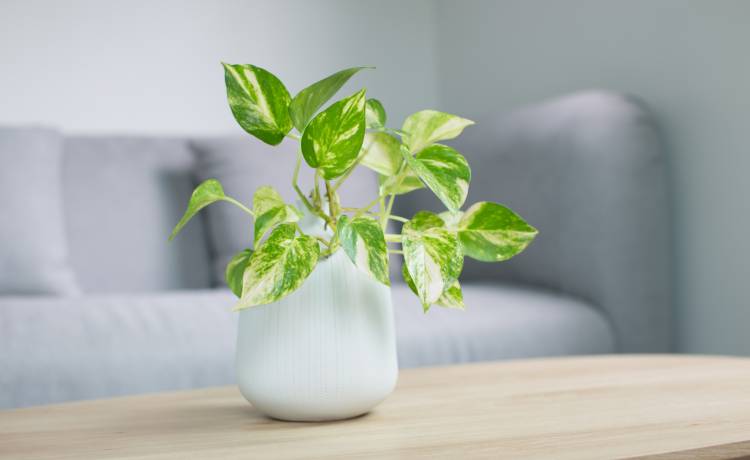 Ta roślina zastąpi oczyszczacze powietrza? Problemem może być cena