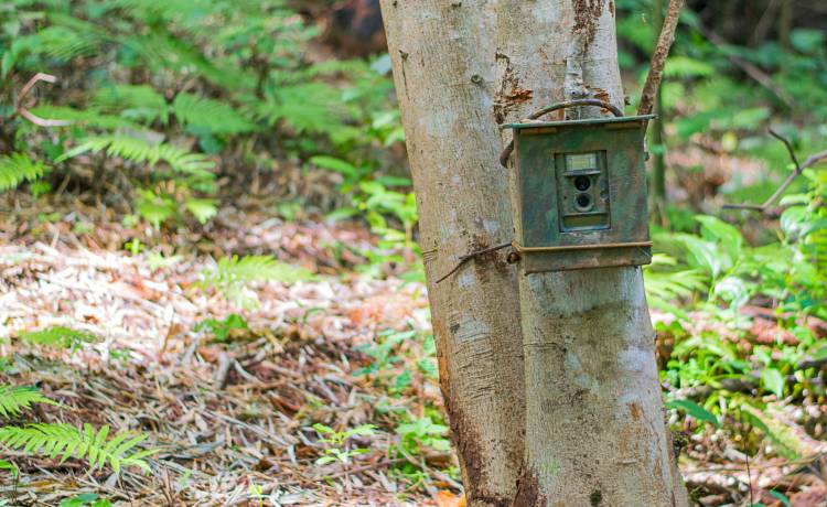 Niezwykłe zwierzę z Baligrodu zauroczyło internatów! Takie zdjęcie to rzadkość [FOTO]