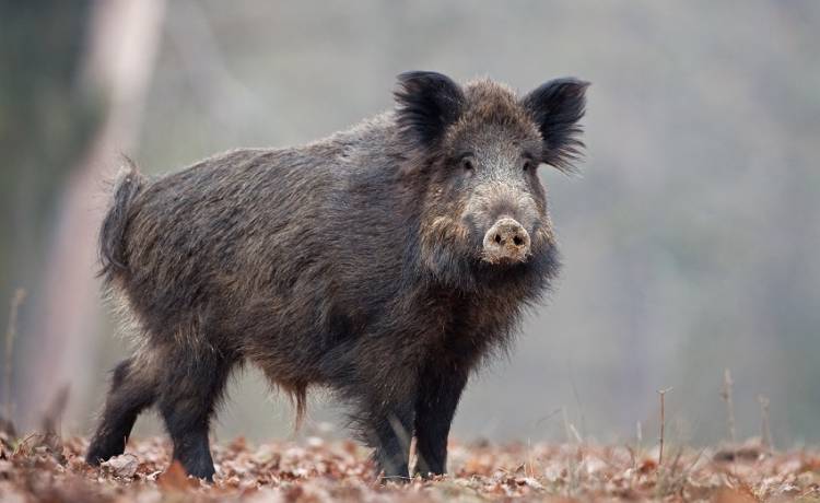 Dzik zaatakował w poznańskim parku. Miał ochotę na popcorn