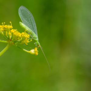 Ten owad teraz pcha się do domu. Jest bardzo pożyteczny
