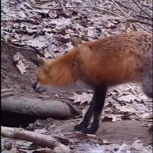 Lisie czułości w kamerze. Nic słodszego dzisiaj nie zobaczycie! [WIDEO]