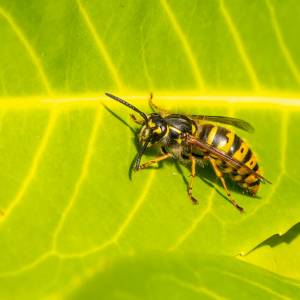 Osy są niesłusznie uważane za szkodliwe. „Mogą być bardzo skuteczne” 