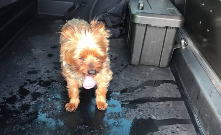 Zostawili yorka w rozgrzanym aucie. Policjantom tłumaczyli, że poszli zamówić gofry