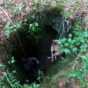 Spacerujący po lesie mężczyzna usłyszał pisk. Uratował uwięzionego w pułapce psa! [WIDEO]