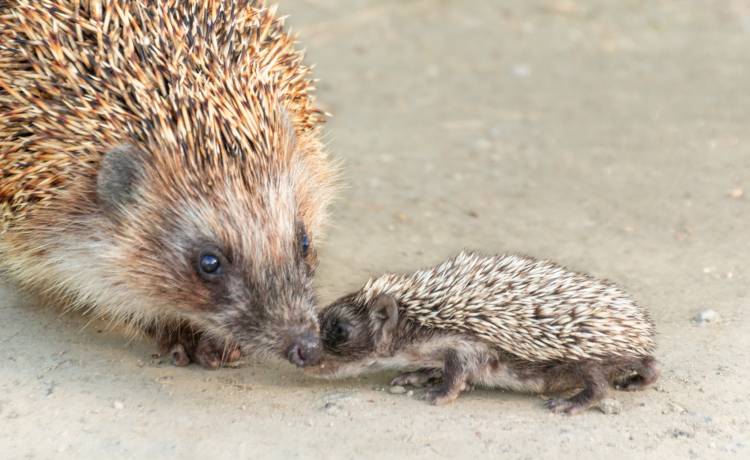 Dzieci uratowały małego jeżyka przed śmiercią. Odważne?