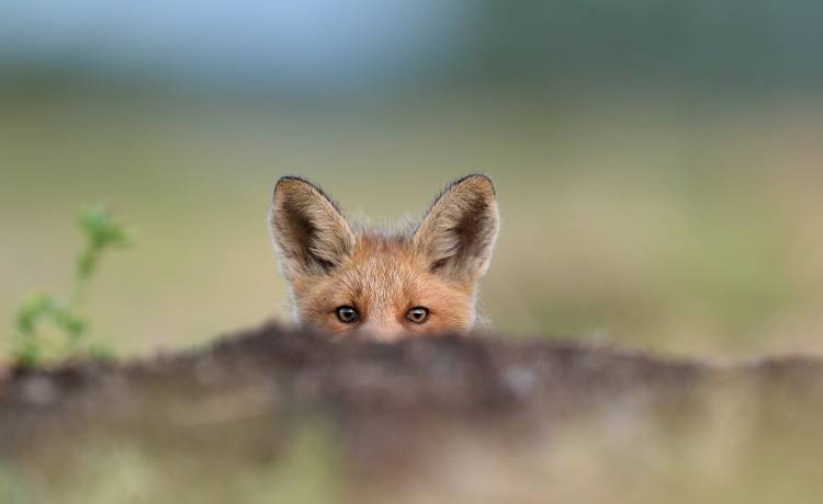 Lis utknął w płocie. "Miał taką minę, jakby mówił: Wcale nie zjadłem waszej kury" [FOTO]