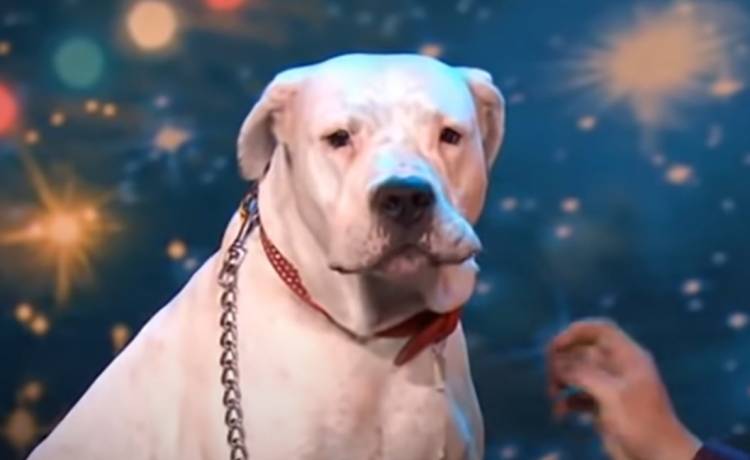 Śpiewający pies w talent show. Takiej wersji "I will always love you" nie słyszeliście! [WIDEO]