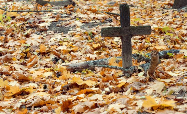 Pierwszy ekologiczny cmentarz powstał w Paryżu