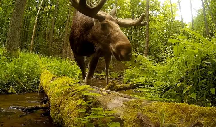 Łoś przyłapany w nietypowej pozie! "Jak Chuck Norris". Zdjęcie z lasu rozbawiło internautów [FOTO]