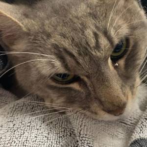 Kot uratował dzieci przed najbardziej jadowitym wężem w Australii. Niestety sam nie przeżył