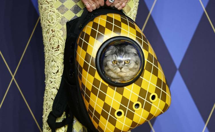 fot. East News/HENRY NICHOLLS