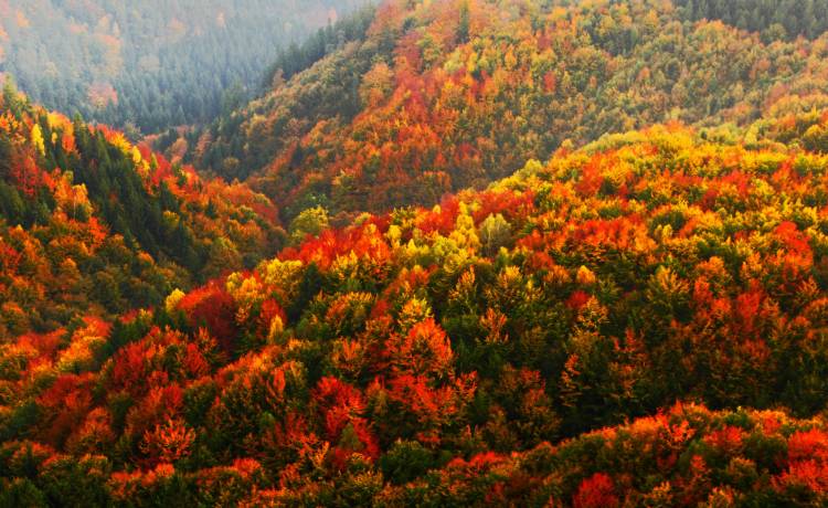 Pierwszy dzień jesieni tuż tuż! Kiedy nastąpi równonoc? [KALENDARZ]