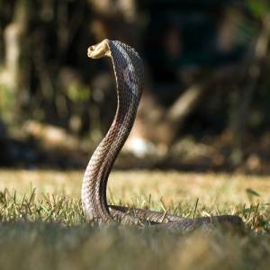 Kobra w centrum miasta? Nietypowe zgłoszenie w Krakowie! 