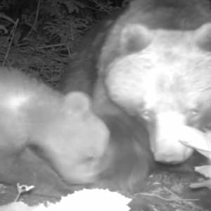 Niedźwiadki podeszły tuż przed kamerę! "Ten filmik złapie Was za serca" [WIDEO]