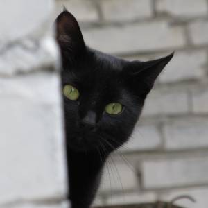 Kocia wyspa w Japonii. Na jednego mieszkańca przypada ich aż 35