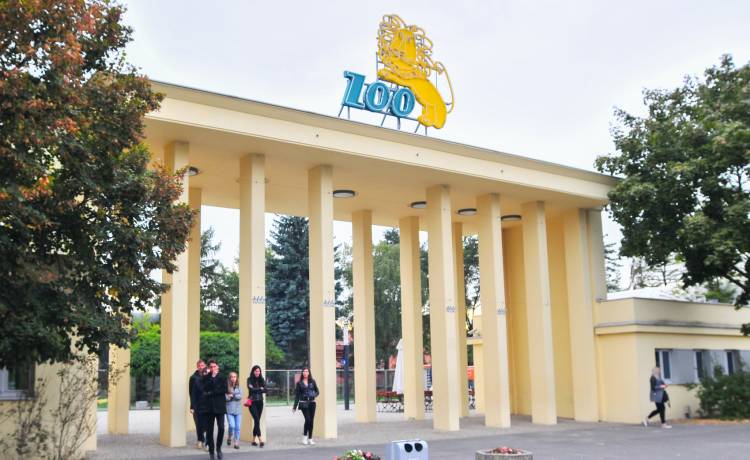 Koń w masce zebry? Wrocławskie zoo publikuje przeurocze zdjęcie swojego podopiecznego [FOTO]