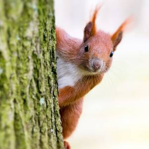 Nie uwierzysz, jakie zapasy  może zgromadzić jedna wiewiórka w ciągu 4 dni! Zaskakujące odkrycie pewnego kierowcy [FOTO]