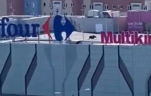 Łoś na dachu galerii handlowej. Mieszkańcy Elbląga przecierali oczy ze zdumienia [WIDEO]